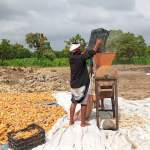 جمعية زبيد التعاونية الزراعية تدشن عملية فرط محصول الذرة الشامية.