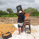جمعية زبيد التعاونية الزراعية تدشن عملية فرط محصول الذرة الشامية.