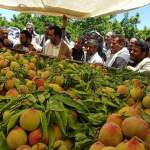 محافظ ذمار وأمين عام الاتحاد التعاوني يتفقدون مزارع الفواكه في سويداء ميفعة عنس محافظ ذمار وأمين عام الاتحاد التعاوني يتفقدون مزارع الفواكه في سويداء ميفعة عنس