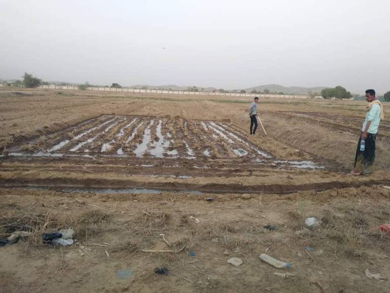 تواصل أعمال حراثة وزراعة المشتل الزراعي بمديرية بني قيس بحجة