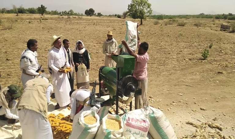 تدشين حصاد الذرة الشامية بمنطقة الظهر في مديرية بني قيس بحجة