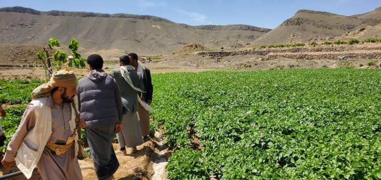 جمعية القطاع الجنوبي الشرقي تتفقد حقول البطاطس بوادي الأجبار في سنحان