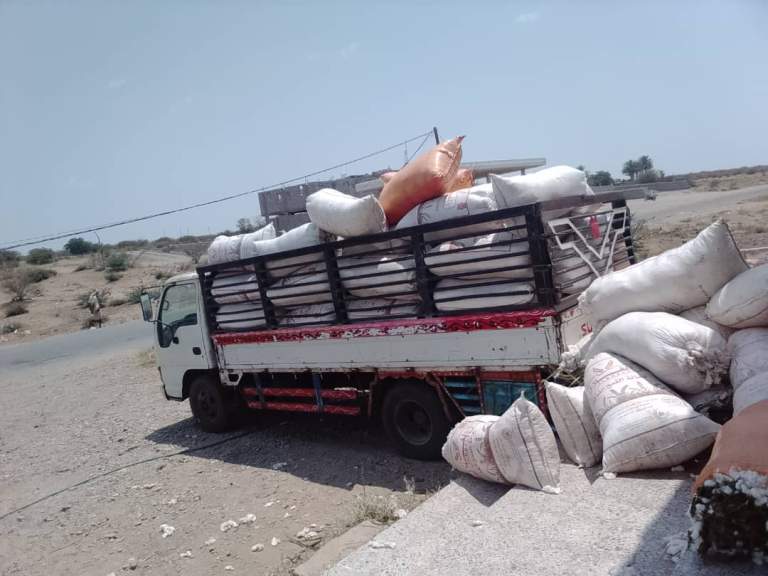 جمعية الدريهمي تواصل شراء وتسويق محصول القطن للموسم الحالي