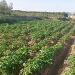 تفقد حقول البطاطس في مديريات سنحان وبلاد الروس وصنعاء الجديدة