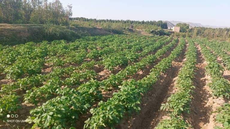 تفقد حقول البطاطس في مديريات سنحان وبلاد الروس وصنعاء الجديدة