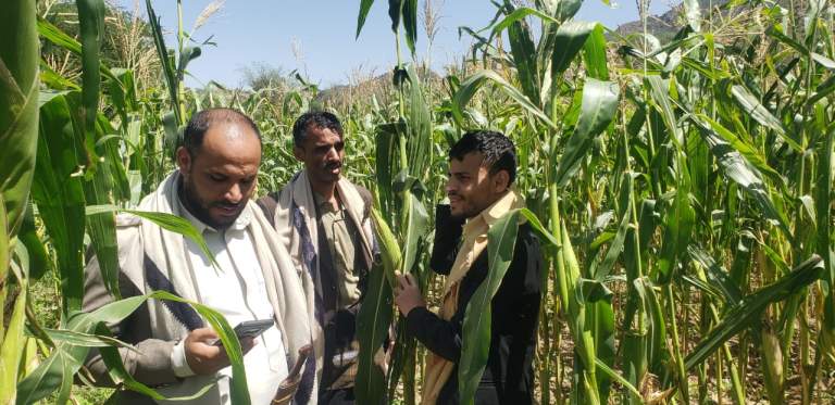 تقييم نجاح تجربة الحقول الايضاحية للذرة الشامية في جبل الشرق بذمار