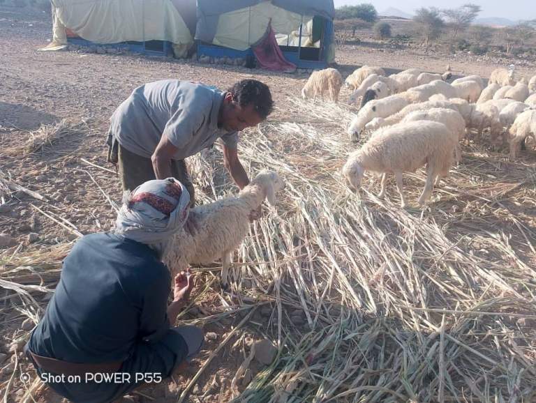 جمعية المراشي تواصل تقديم الخدمات البيطرية لحماية الثروة الحيوانية