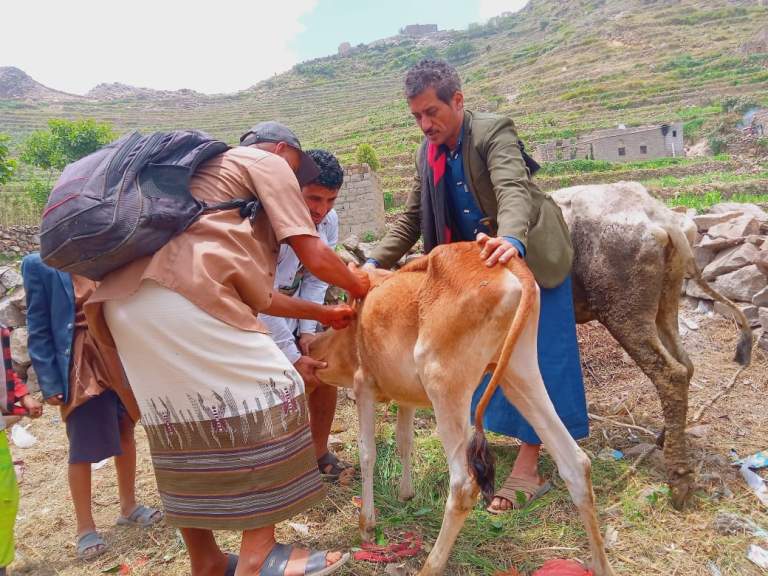 حملة بيطرية طارئة لمواجهة وباء الجلد العقدي في ملحان