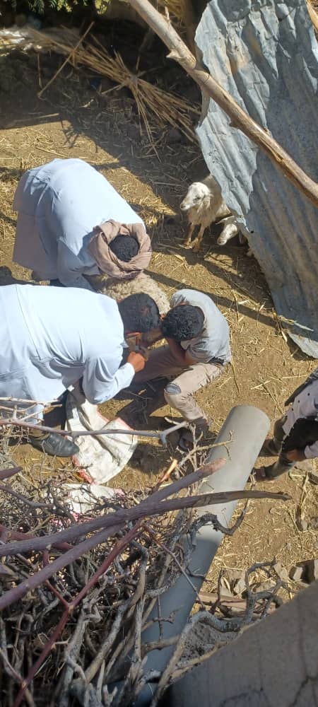 الضالع.. جمعية دمت تنفذ نزولًا بيطريًا لحماية الثروة الحيوانية