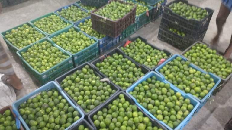 جمعية بيت الفقيه تنفذ نزولاً ميدانياً وتبحث آلية تسويق محصول الليمون