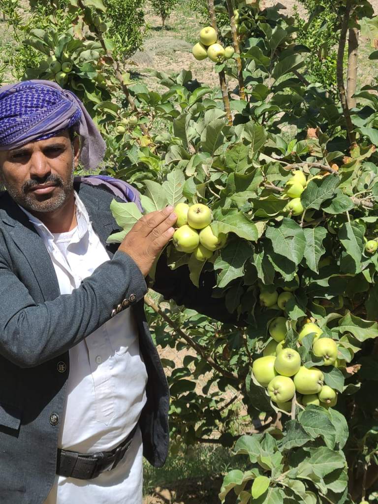 الجوف …نزول ميداني لمكافحة الآفات الزراعية بمنطقة المكارير بمديرية المراشي