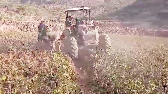 مزارع في مديرية المنار بذمار يستبدل شجرة “القات” بمحصول الطماطم