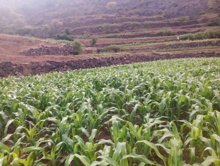 جمعية المنار التعاونية تنفذ حملة إرشادية وتوعوية لمزارعي الذرة الشامية