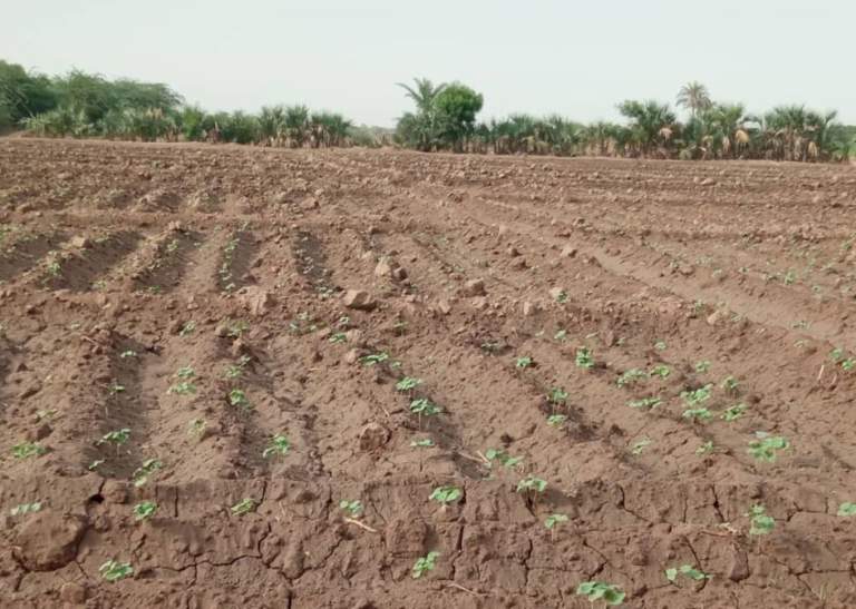 الحديدة.. جمعية البلدة الطيبة بالتحيتا تنفذ خمسة حقول إيضاحية لمحصول القطن