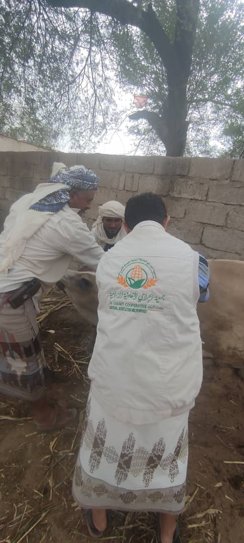 الحديدة ـ جمعية الجراحي التعاونية تواصل تقديم الخدمات البيطرية لدعم قطاع الألبان