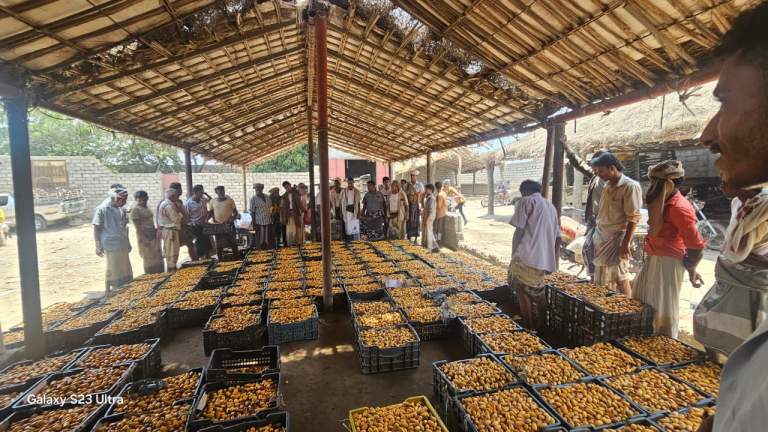 الحديدة.. زيارة ميدانية لسوق التمور الشعبي بمديرية التحيتا بالتزامن مع بدء موسم الحصاد