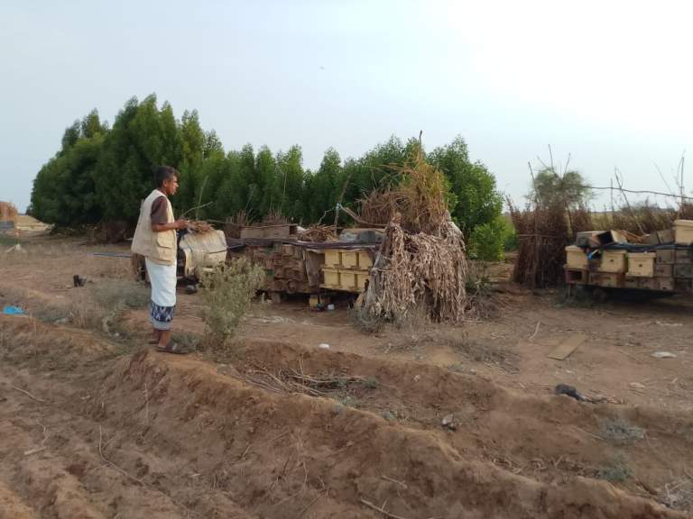 الحديدة: جمعية الزهرة التعاونية تنفذ نزولًا ميدانيًا لحصر النحالين في عزلة ربع الفرنتي