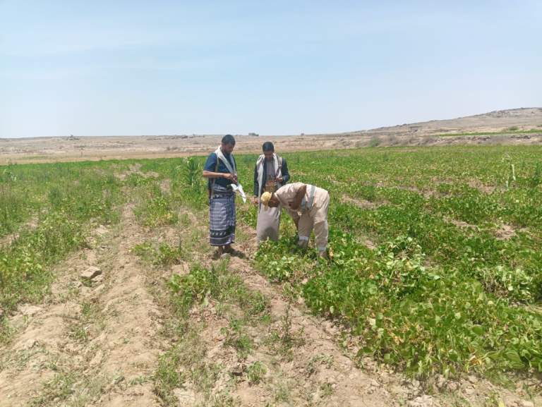 البيضاء.. تدشين حصاد أول تجربة لزراعة الفاصوليا بمديرية مكيراس