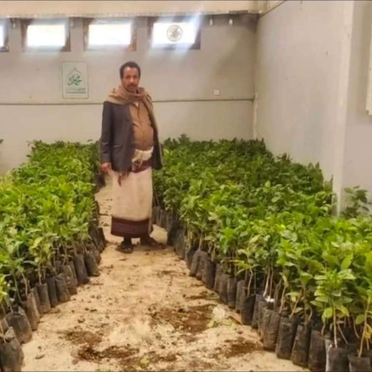 إب.. جمعية السدة تدشّن مشروع توزيع 10 آلاف شتلة بن ولوز على المزارعين