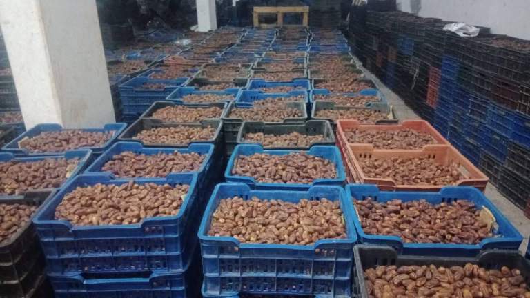 الحديدة.. جمعية البلدة الطيبة تسوق الدفعة الثانية من محصول التمور المجففة بكمية 16.5 طنًا