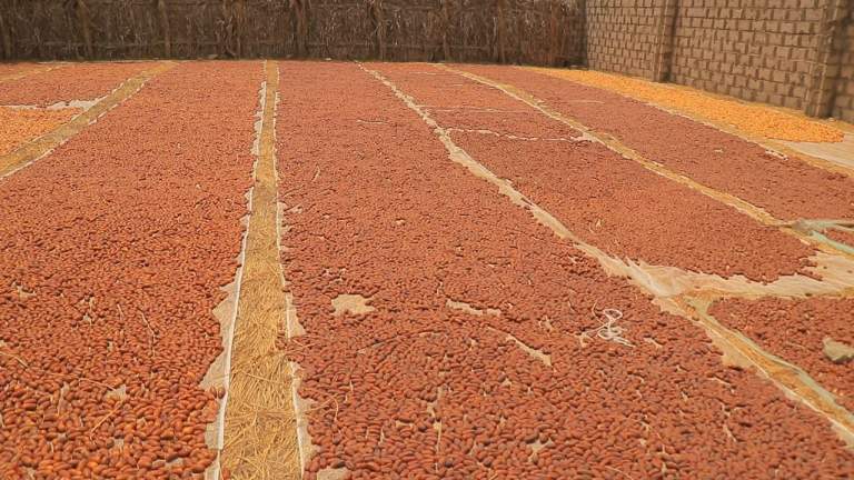 الحديدة ـ جمعية بيت الفقيه ووحدة التمور تتابعان تجميع وتسويق التمور بمنطقة الجاح