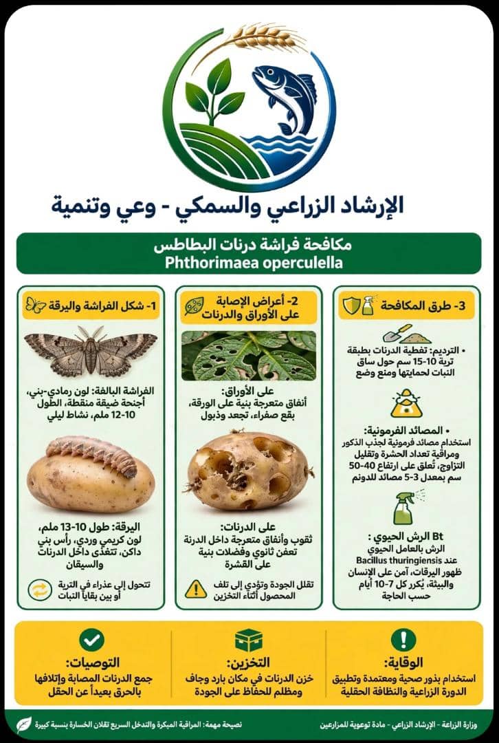 مكافحة فراشة درنات البطاطس
