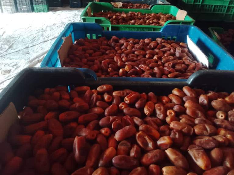 الحديدة ـ جمعية الدريهمي تسوق 8 أطنان من التمور المجففة