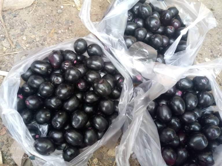 المحويت – نجاح تجربة زراعة شجرة البامبوزيا النادرة في بني سعد
